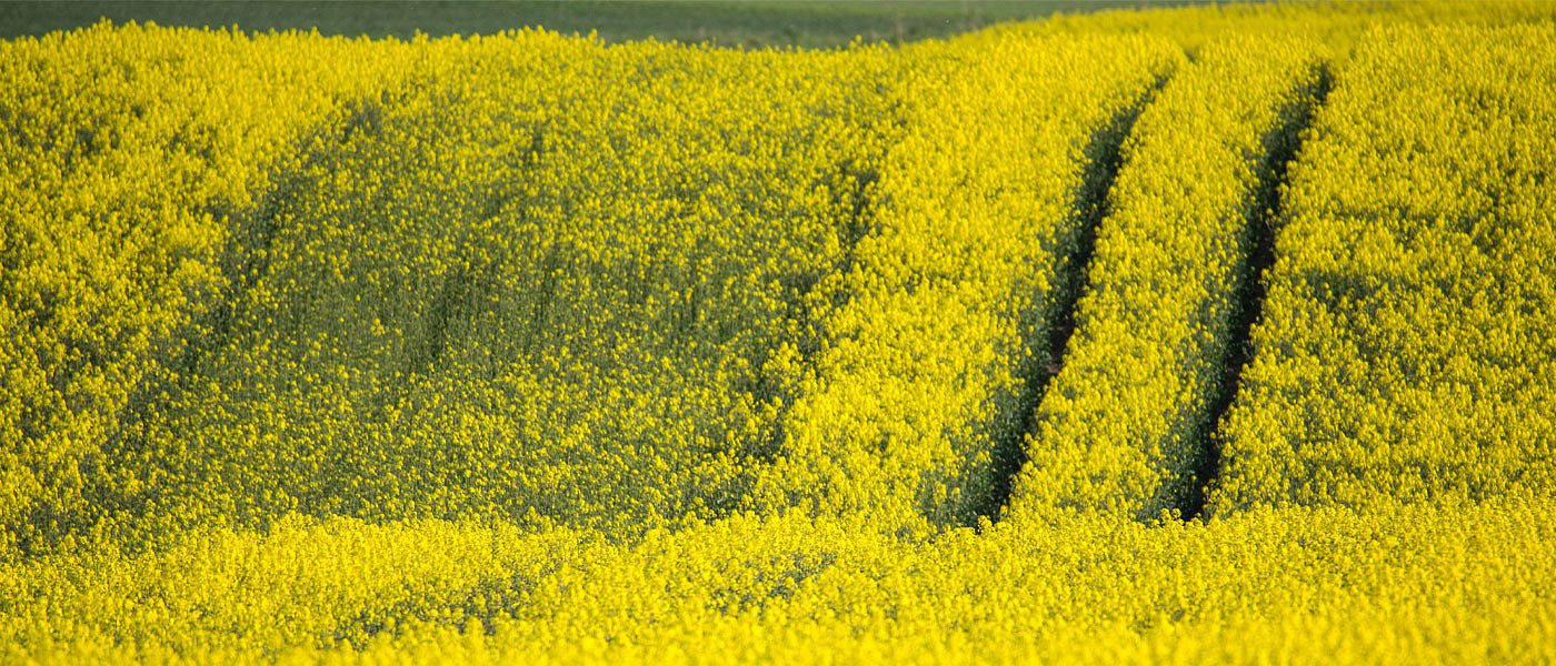 Σπορά ελαιοκράμβης: Αγκάθια η ξηρασία και οι φήμες για τις τιμές
