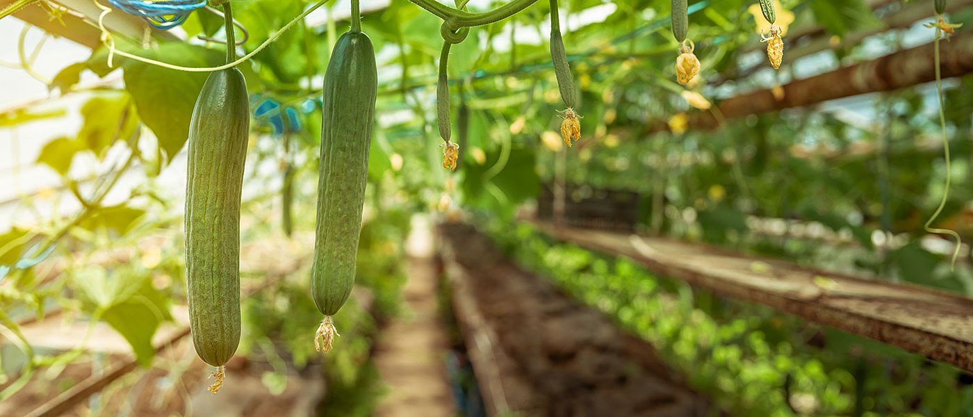 Η καλή ζήτηση για εξαγωγές κρατά υψηλά τις τιμές στα αγγούρια