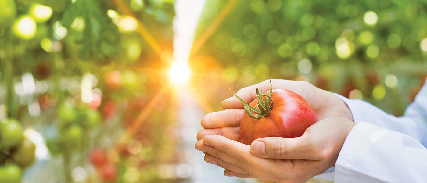 Εξαιρετικές οι προοπτικές για τη ντόπια ντομάτα, που κυμαίνονται οι τιμές