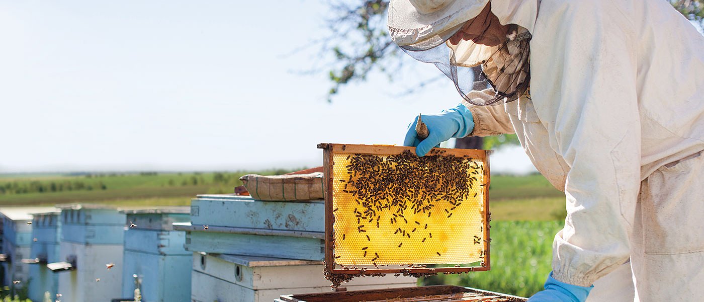 Σε απόγνωση λόγω ακρίβειας οι μελισσοκόμοι, παίζεται για έκτακτη ενίσχυση