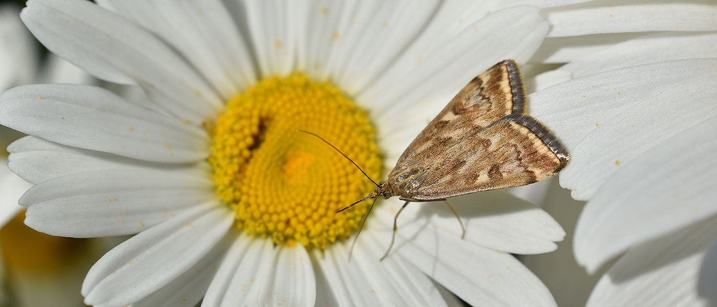 Αρνητικό το ΥπΑΑΤ σε αποζημιώσεις για ζημιές από το λεπιδόπτερο Grambidae