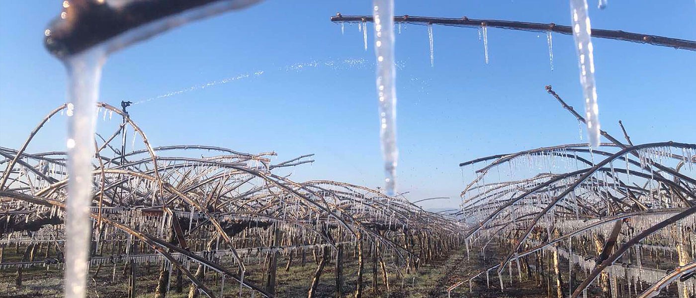 Καθολικές ζημιές από το νέο παγετό σε ροδάκινα, ακτινίδια, κεράσια, δαμάσκηνα, λωτούς