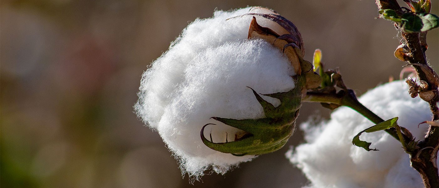 Ζημιές από ακραία φαινόμενα σε Πακιστάν και Τέξας αναφέρει η ICAC, πρόβλεψη τιμών