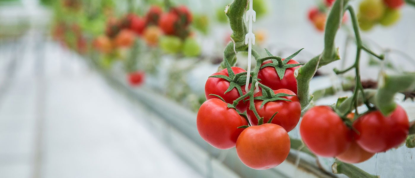 Δύσκολο το 2022 για υδροπονική καλλιέργεια ντομάτας με αέριο αλλά ο κλάδος άντεξε