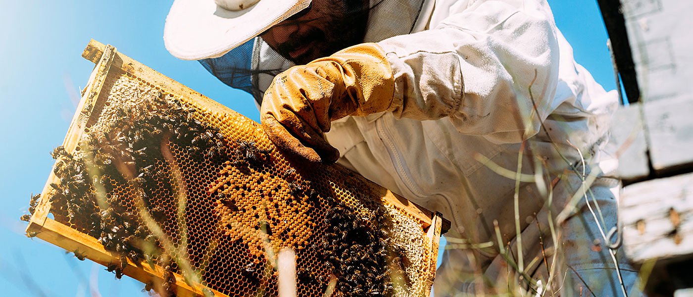 Αιτήσεις στήριξης νομαδικής μελισσοκομίας, τι πρέπει να προσέξουν νεοεισερχόμενοι