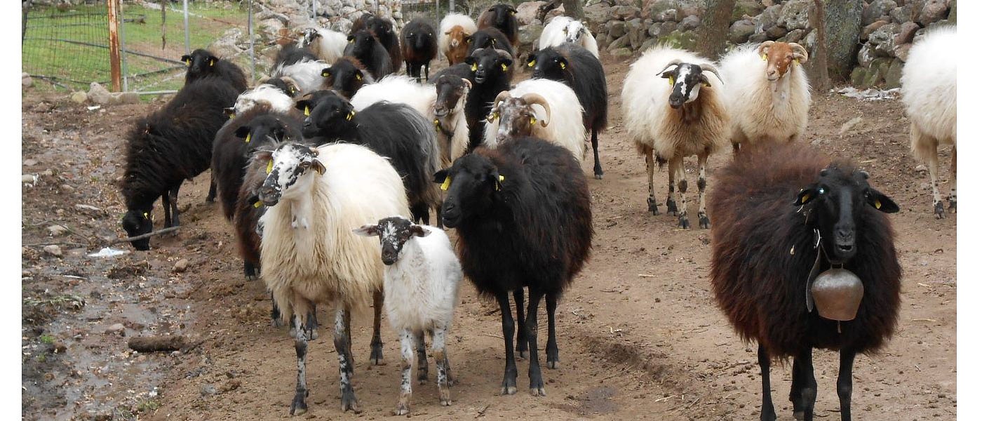 Γιατί οι κτηνοτρόφοι δεν κατάθεσαν αιτήσεις στο 5.2 που είχε κρατική επιχορήγηση 100%