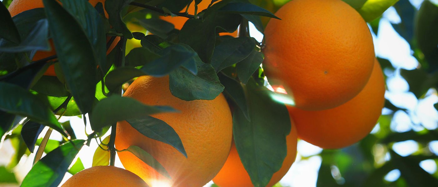 Καταγγελίες για φέσια εμπόρων σε αγρότες που παρέδωσαν πορτοκάλια στο Μεσολόγγι