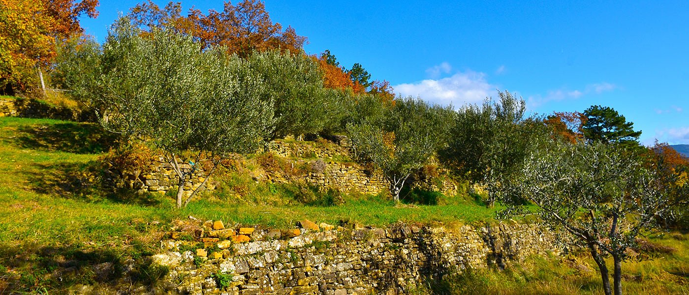 Stop στις αιτήσεις για ελαιοκομικό μητρώο και 8 προτάσεις βελτίωσης από ΕΘΕΑΣ
