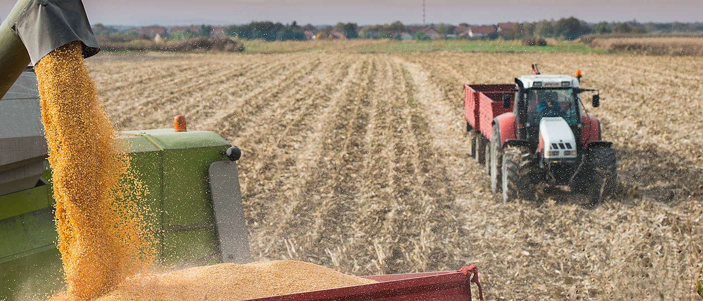 Μειωμένη παγκόσμια παραγωγή αραβόσιτου, πρόβλημα στο διεθνές εμπόριο