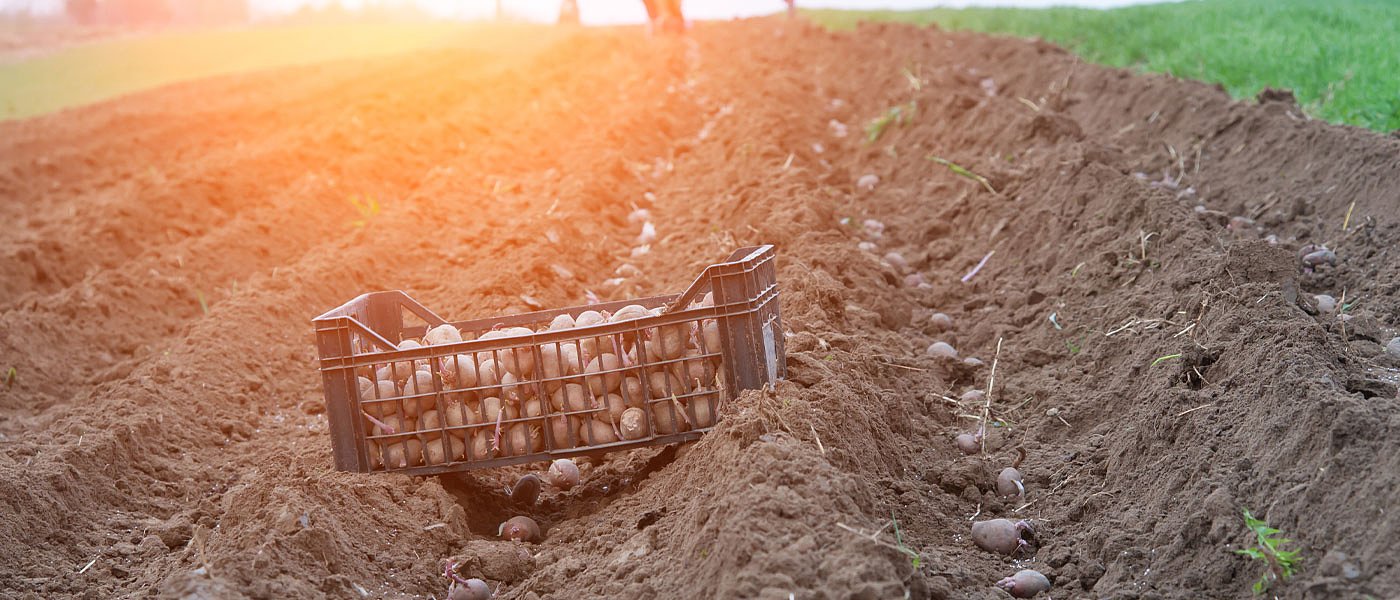 Γραμμή άμυνας για τις χαμηλές τιμές πατάτας ψάχνουν οι αγρότες, πιο ακριβή η Αιγυπτιακή