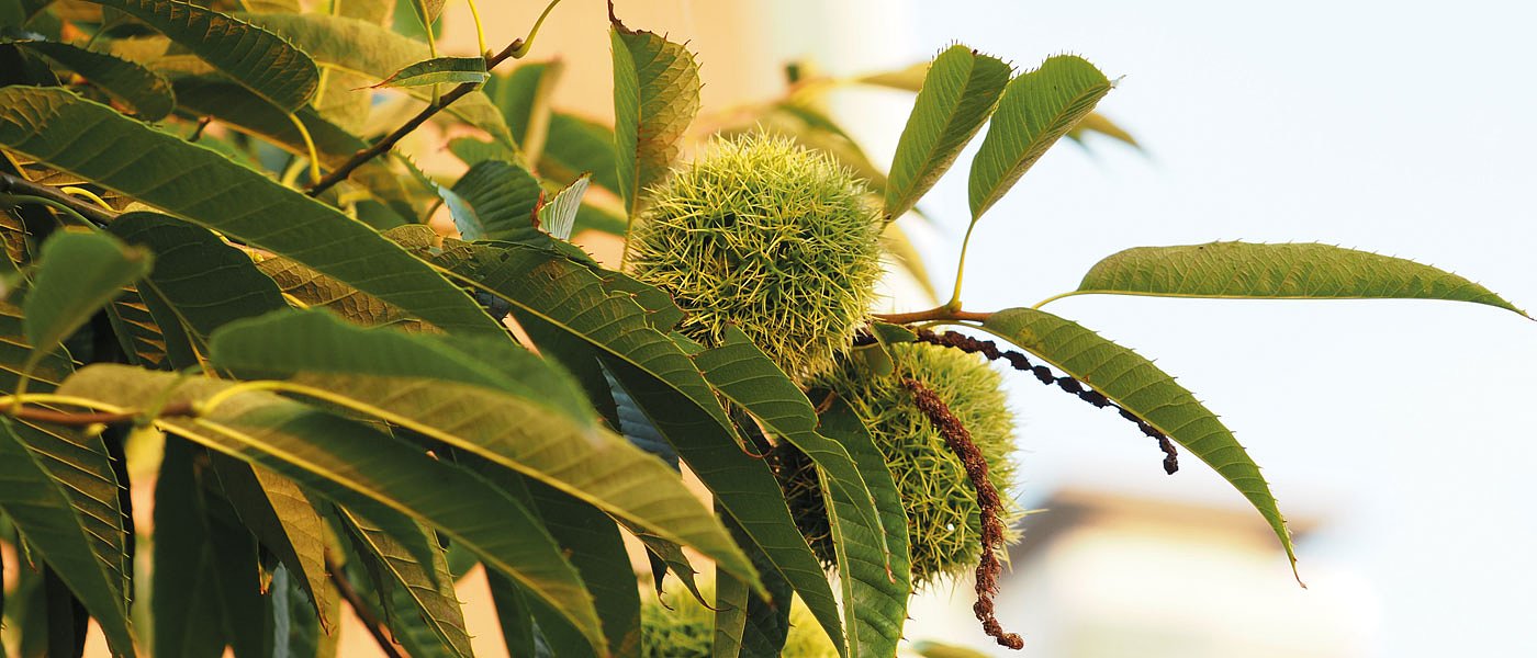 Italy shows great interest this year as well for the Greek chestnut - large sized varieties are the most wanted