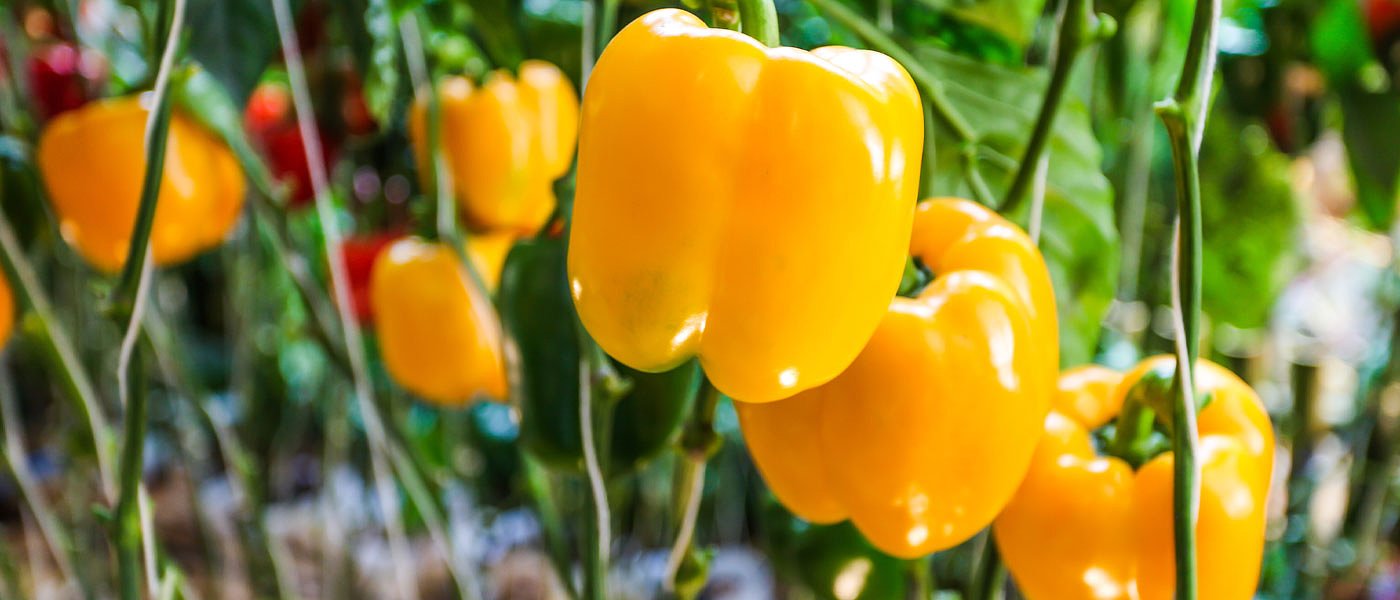 Ενίσχυση σε θερμοκήπια χωρίς «έγκριση τύπου», στόχος αύξηση καλλιεργειών κατά 50%