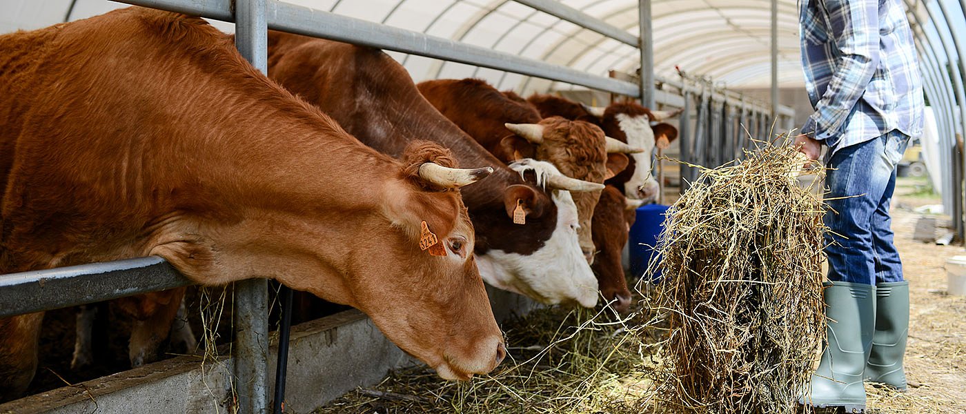 Πήρε ΦΕΚ η ενίσχυση για ζωοτροφές, στο 2% του τζίρου, τι ισχύει για κανονικό και ειδικό καθεστώς