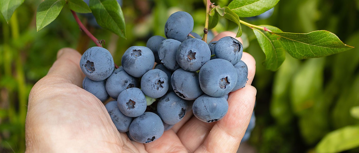 Σε εξέλιξη η συγκομιδή μύρτιλων, μεγάλος ανταγωνισμός με τα εισαγόμενα