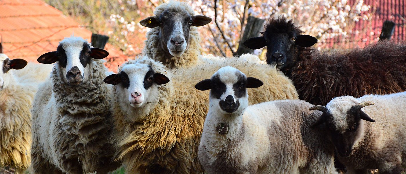 Πανελλήνια Συνέλευση Εκτροφέων Αυτόχθονων Ελληνικών Φυλών στην Κατερίνη για τις Καθυστερήσεις Πληρωμών