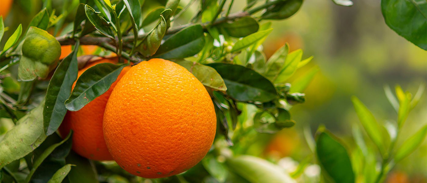 Προσβολές από Μύγα της Μεσογείου στα εσπεριδοειδή λόγω καιρικών συνθηκών