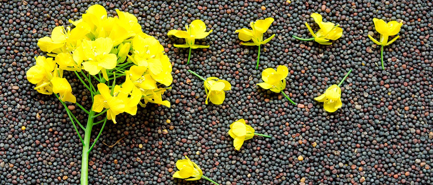 Εκτόξευση τιμών ελαιοκράμβης ως και 45 λεπτά, προβλήματα από άλτη και κευθόρρυγχο