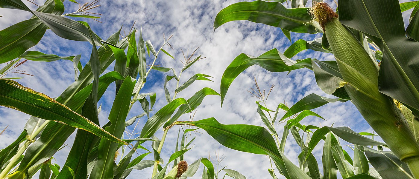 Eπίσπορο καλαμπόκι: Δοκιμάστηκε στις Σέρρες και είναι ασύμφορο
