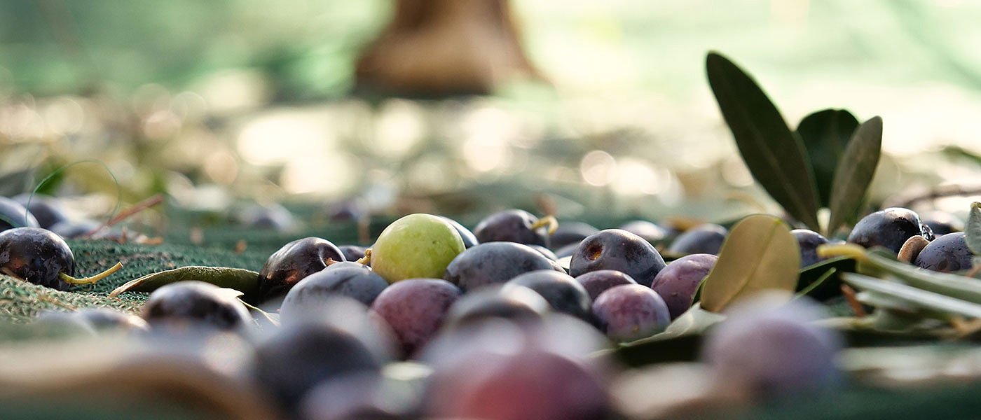 Απόφαση για πλαφόν 45 ευρώ στο μεροκάματο για την συγκομιδή ελιάς