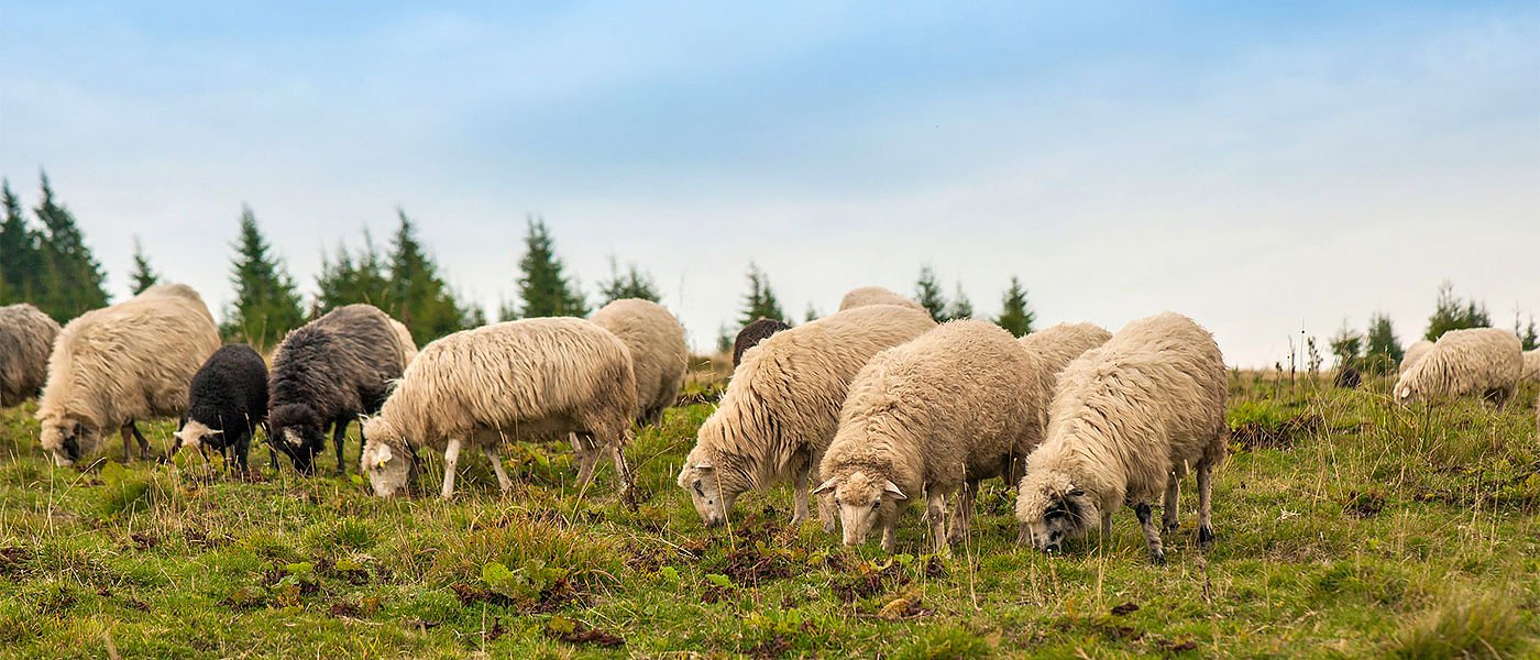 Κλειστά σφαγεία μέχρι 4 Αυγούστου λόγω πανώλης, ισχύει αποζημίωση 150 ευρώ ανά ζώο