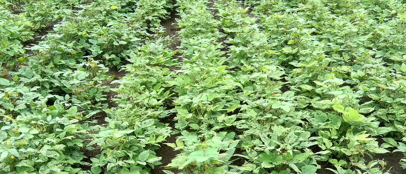 Ραγδαία η επέκταση του πολυφάγου εντόμου της οικογένειας Crambidae στη βόρεια Ελλάδα