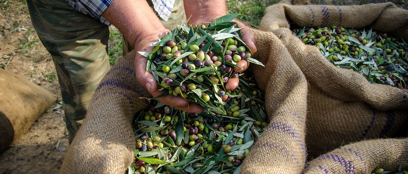 Στήριξη ελαιοπαραγωγών που αποκλείστηκαν από την κορονοενίσχυση ζητά ο Κεγκέρογλου