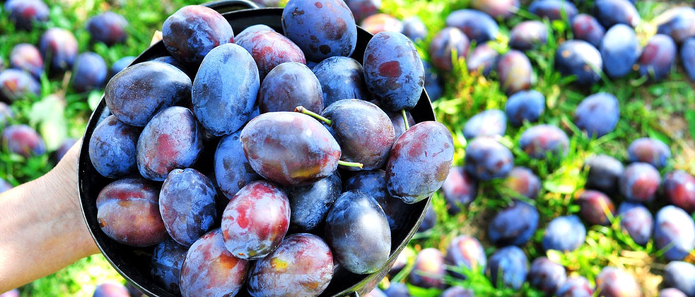 Ικανοποιητικές τιμές παραγωγού και καλές ποιότητες για τις πρώιμες ποικιλίες δαμάσκηνων