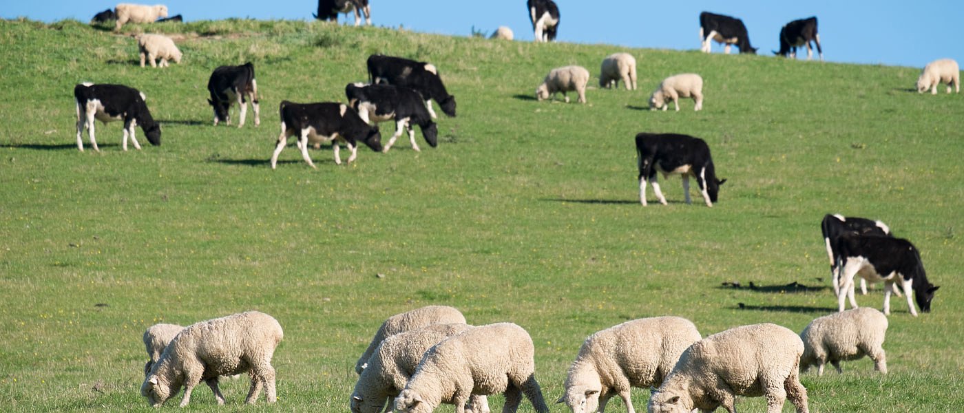 Κτηνοτρόφοι Ανατολικής Μακεδονίας Θράκης: Τι προτείνουν για νέα ΚΑΠ και βοσκοτόπια