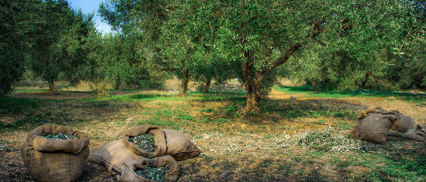 Ξυλοφάγα έντομα της ελιάς σε ελαιόδεντρα των Μεγάρων