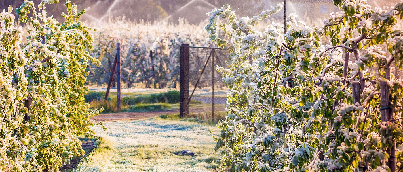 Έρχονται κατ΄εξαίρεση αποζημιώσεις από τον κρατικό κορβανά σε όλα τα παγετόπληκτα