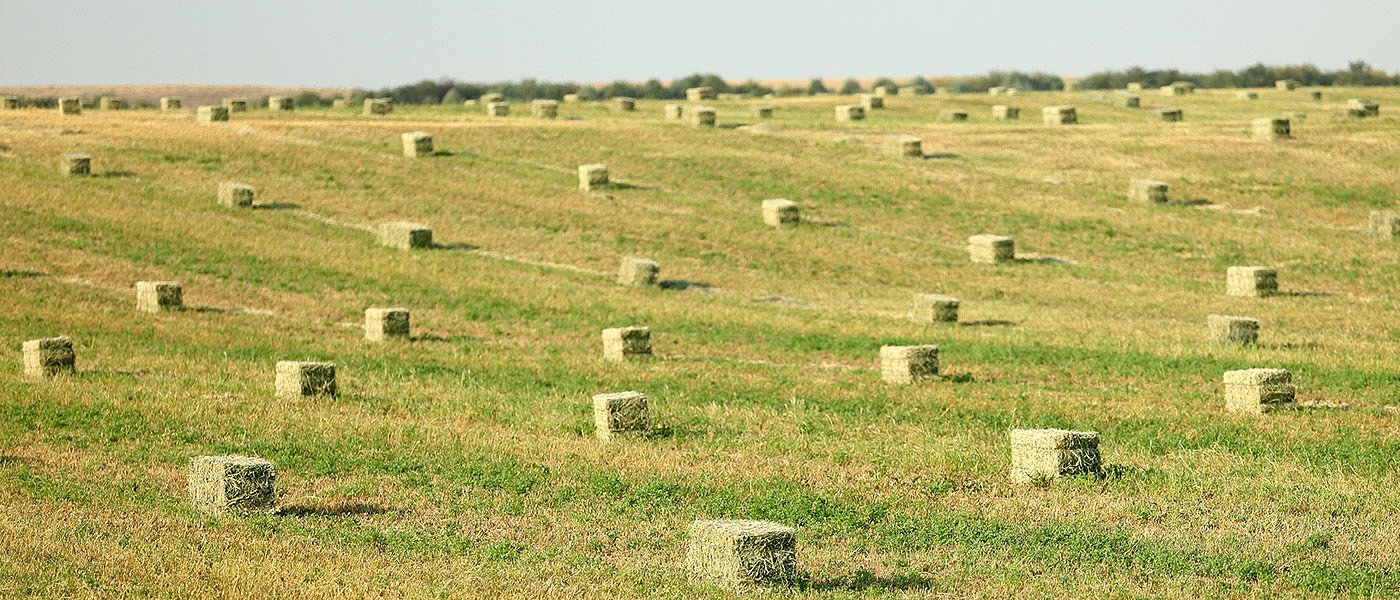 Μηδική: Που κυμάνθηκαν τιμές στην πρώτη κοπή, φέτος έχουμε πρόβλημα ξηρασίας