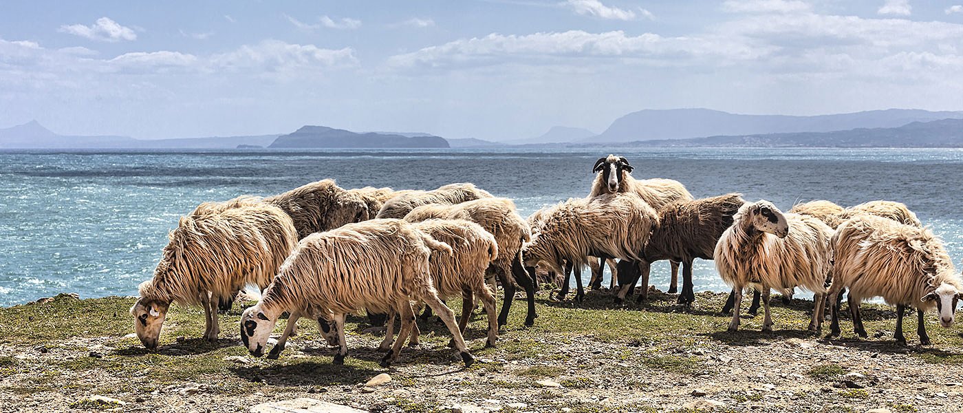 Συνεχίζεται η πτώση στο αιγοπρόβειο γάλα, στα 1,07 ευρώ το κιλό έφτασε η τιμή