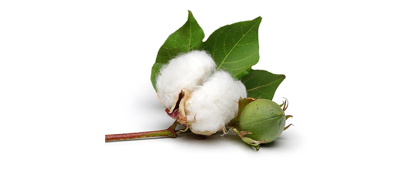 Βαμβάκι: Προβλέψεις για την παγκόσμια παραγωγή και το διεθνές εμπόριο