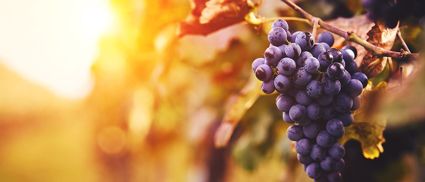 Δεν πληρώθηκαν ακόμη τα σταφύλια της Καβάλας, εκτός πληρωμής τα επιτραπέζια στην Λάρισα