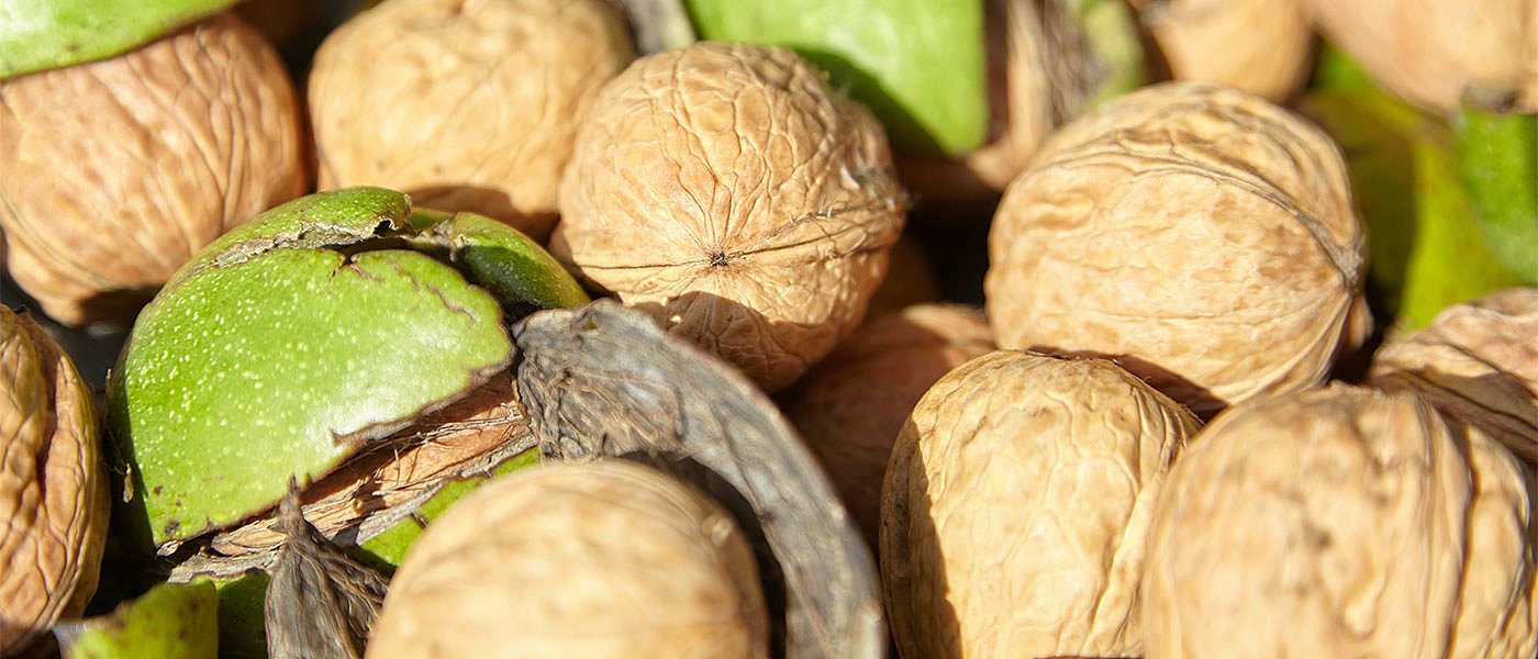 Μόνο άνοδο τιμών παραγωγού βλέπει πλέον το καρύδι, προς ολοκλήρωση η συγκομιδή