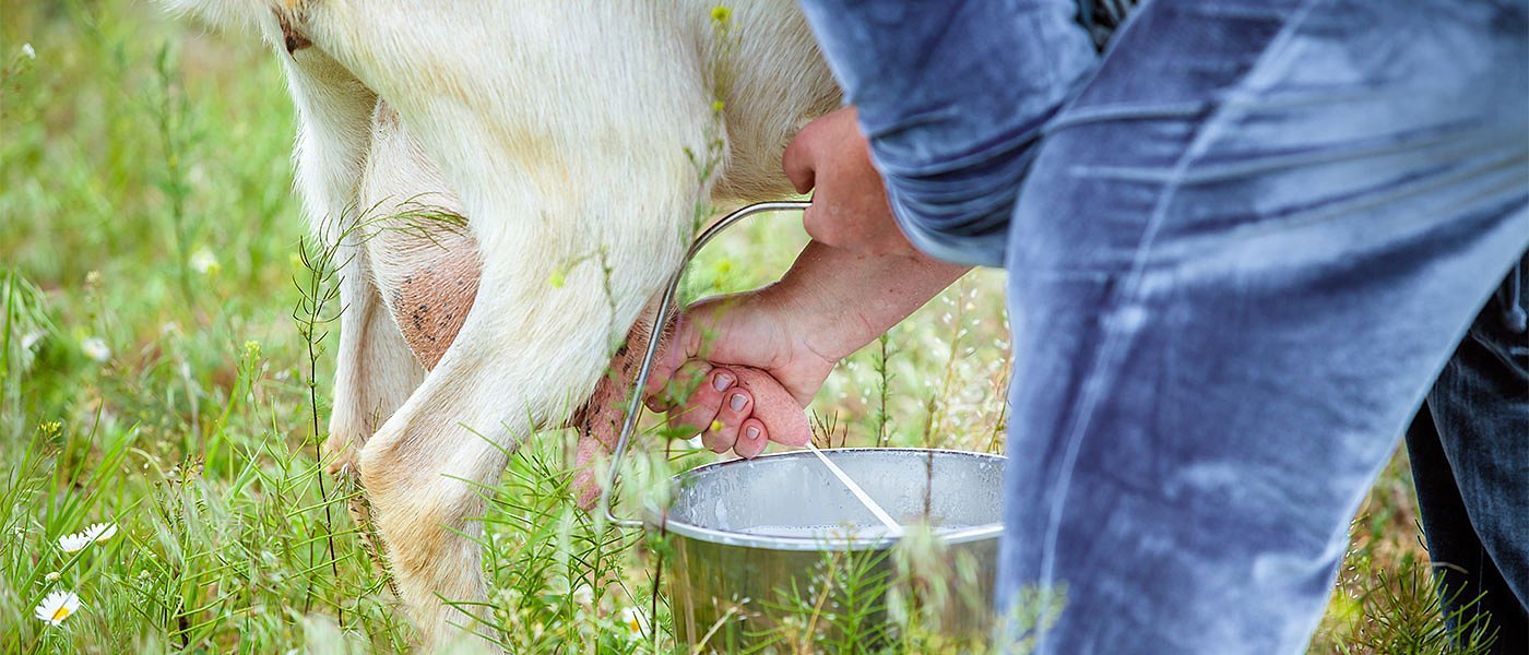 Ελλείψεις σε ζωοτροφές και μείωση παραγωγής γάλακτος, έρχονται αυξήσεις σε αιγοπρόβειο