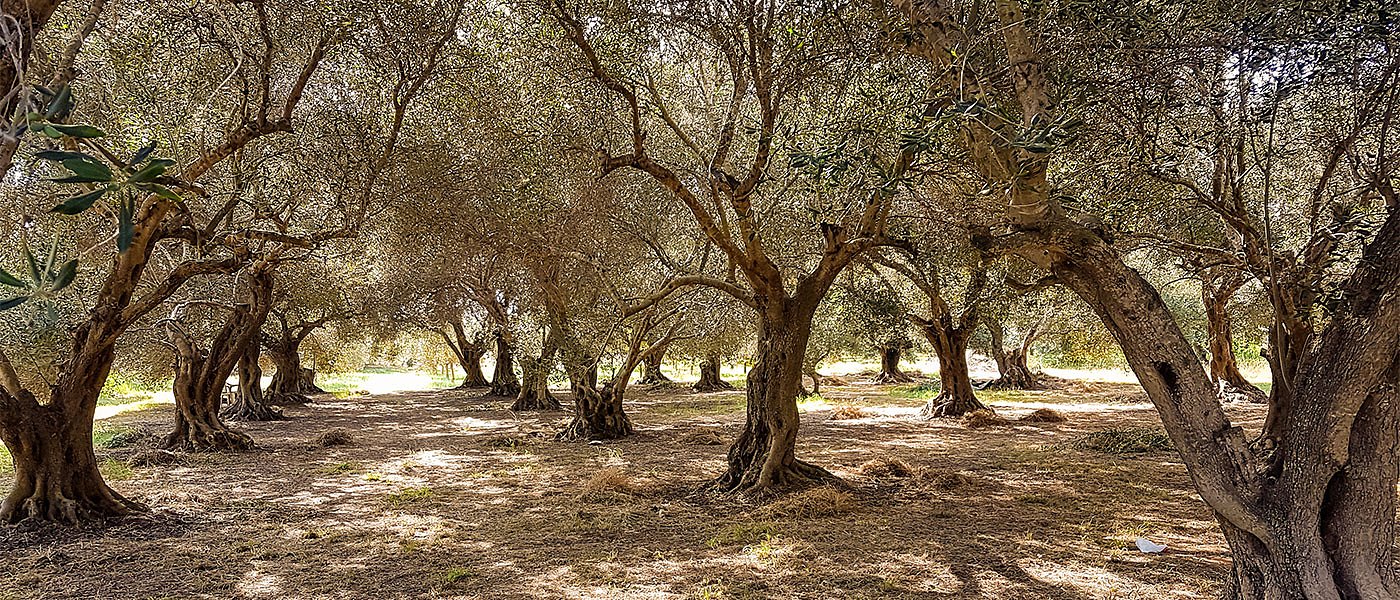 Σε βροχές το επόμενο δίμηνο ελπίζουν οι Ισπανοί για να έχουν παραγωγή ελαιολάδου