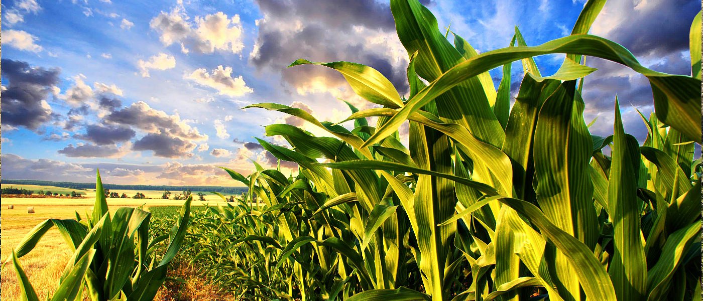 Καλαμπόκι: Μεγάλη η ανομβρία στη Β. Ελλάδα, προβλήματα με το Φουζάριο στην Ηλεία