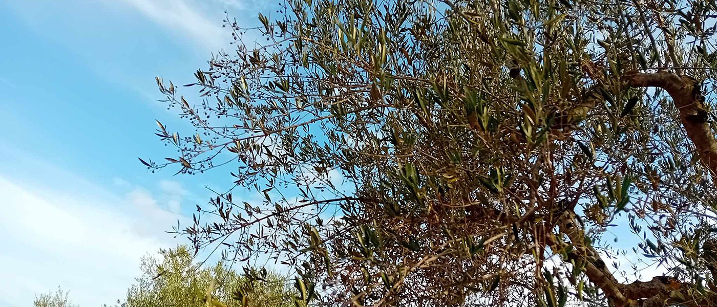 Δεν πληρώνουν αποζημιώσεις στους ελαιοκαλλιεργητές λόγω ξηρασίας