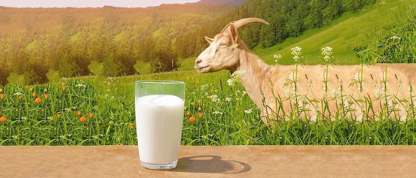 Διατηρεί τη δυναμική του το γίδινο γάλα, πάνω από 1 ευρώ η τιμή παραγωγού