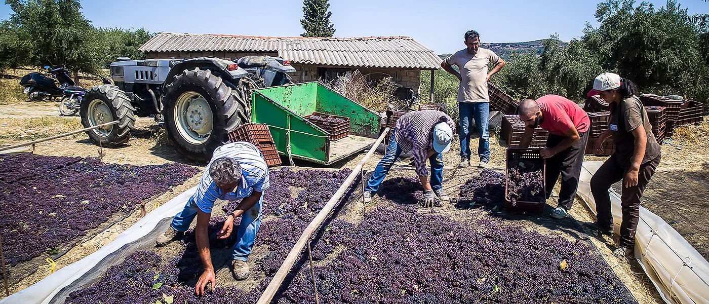 Κορινθιακή σταφίδα: Πτώση τιμών, πάνε για κινητοποιήσεις οι παραγωγοί