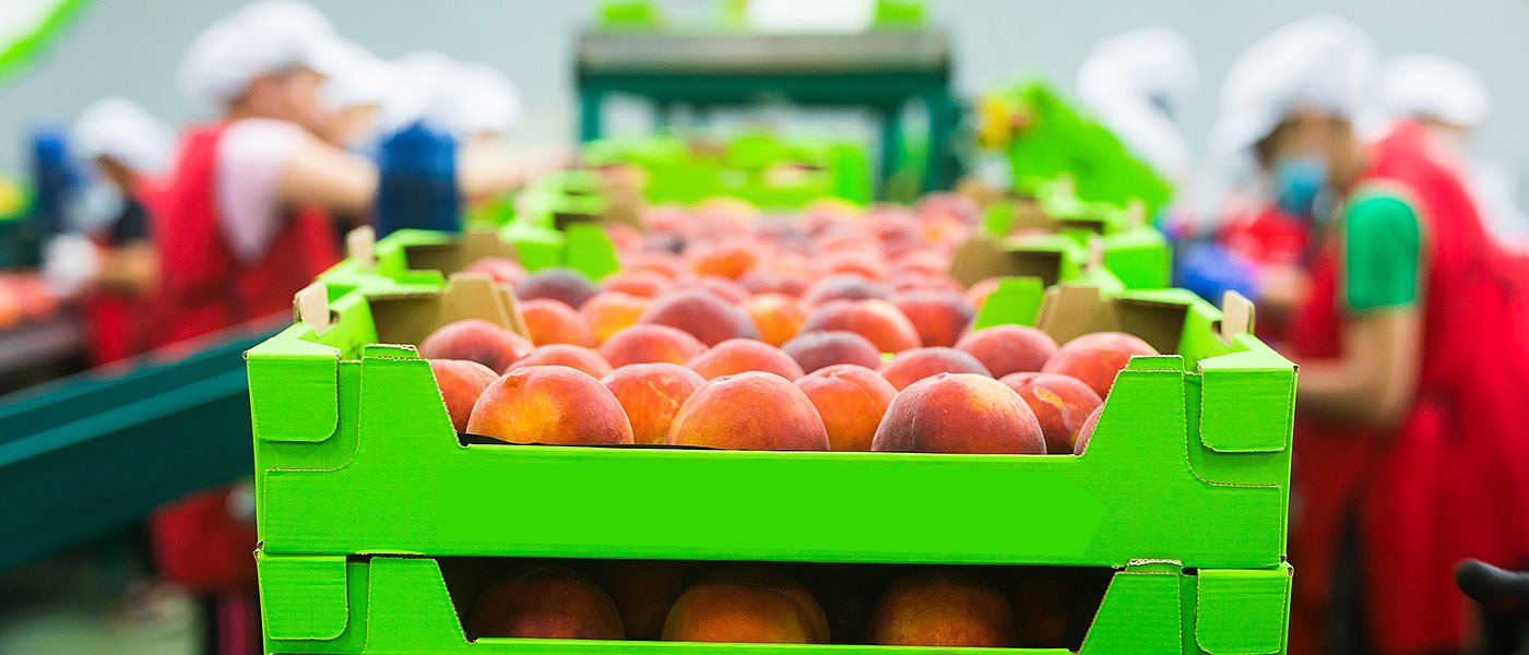 Η θέση του ΑΣ Νάουσα για αποζημιώσεις πυρηνόκαρπων από τις βροχοπτώσεις