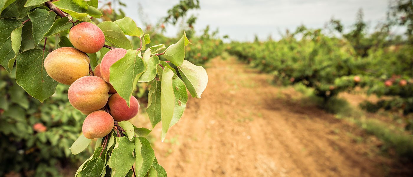 Βερίκοκα: μειωμένη παραγωγή προβλέπεται για τα Μπεμπέκου, μεγάλες οι απώλειες στις πρώιμες ποικιλίες