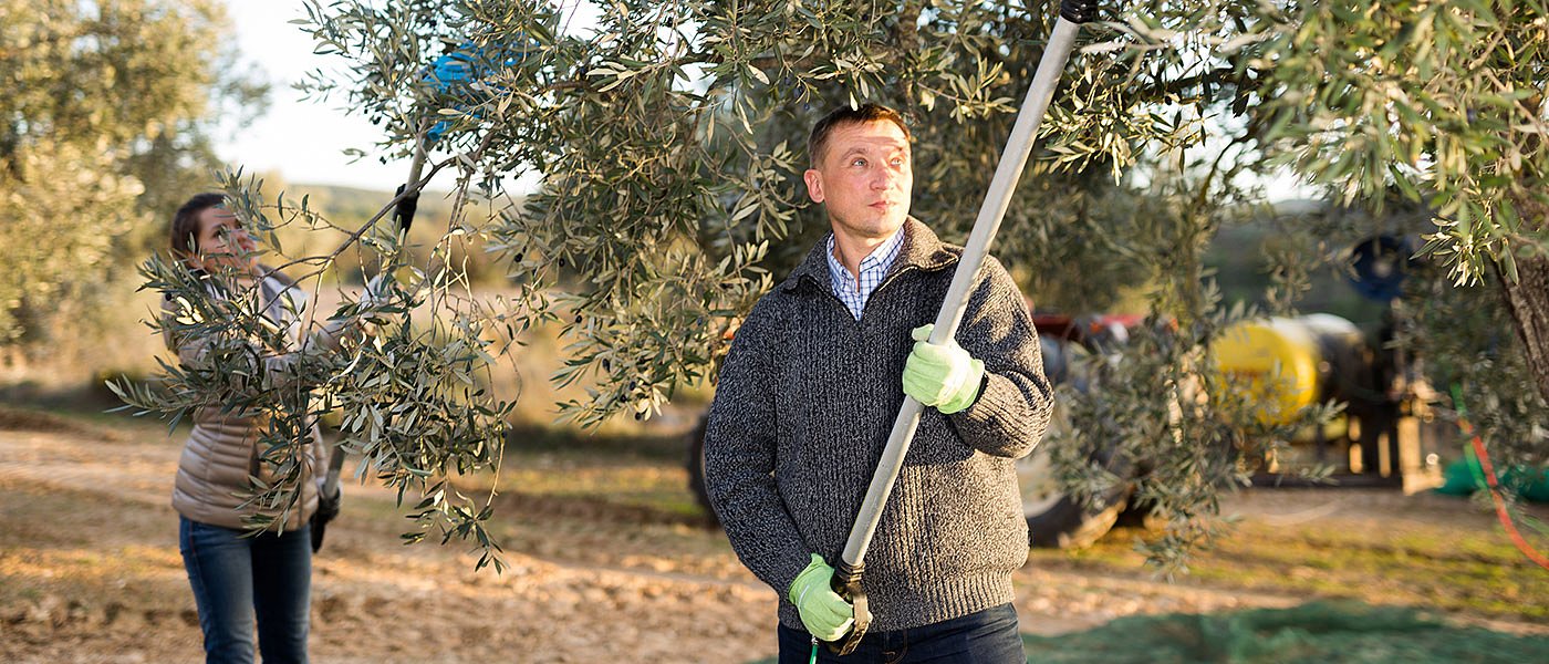 Υποχρεωτική η δήλωση συγκομιδής ελαιοκάρπου, στη Διαύγεια η απόφαση και τα πρόστιμα