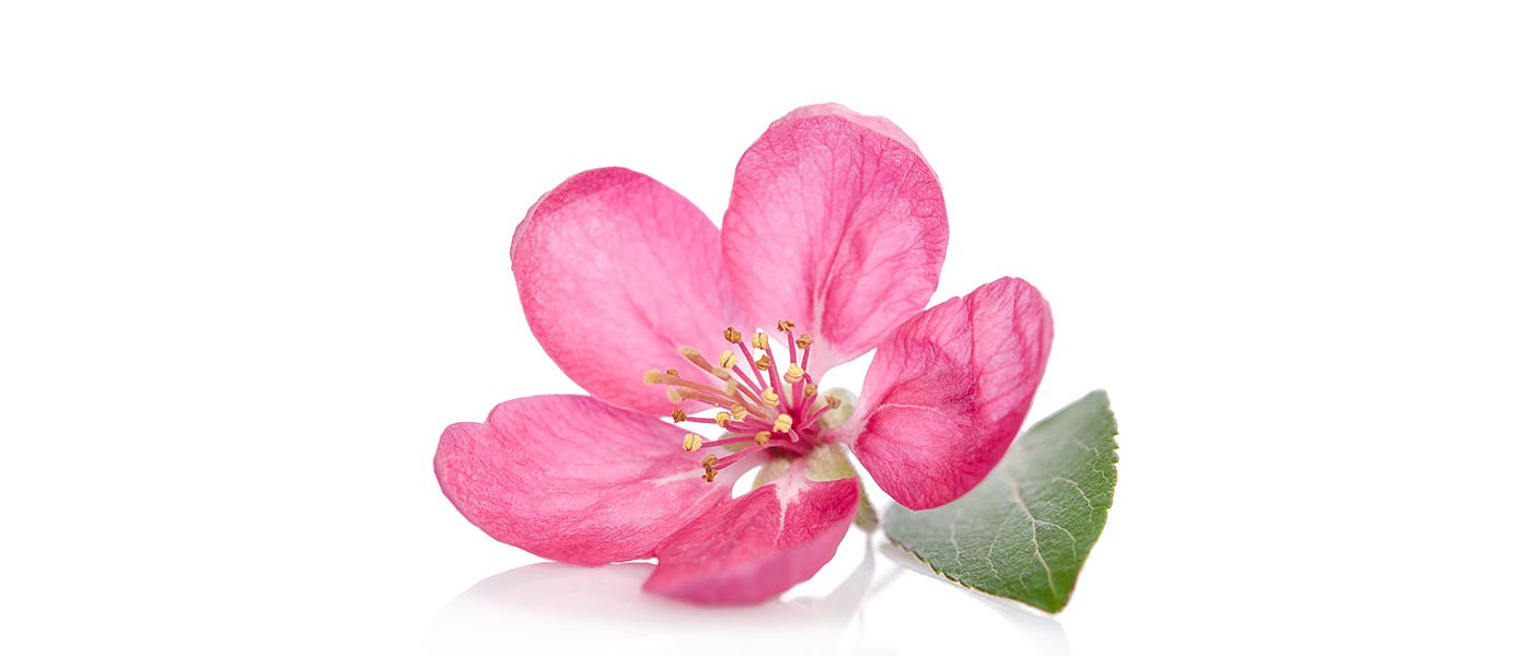 Πυρηνόκαρπα: Πώς εξελίσσεται η καλλιέργεια εν μέσω ήπιου χειμώνα