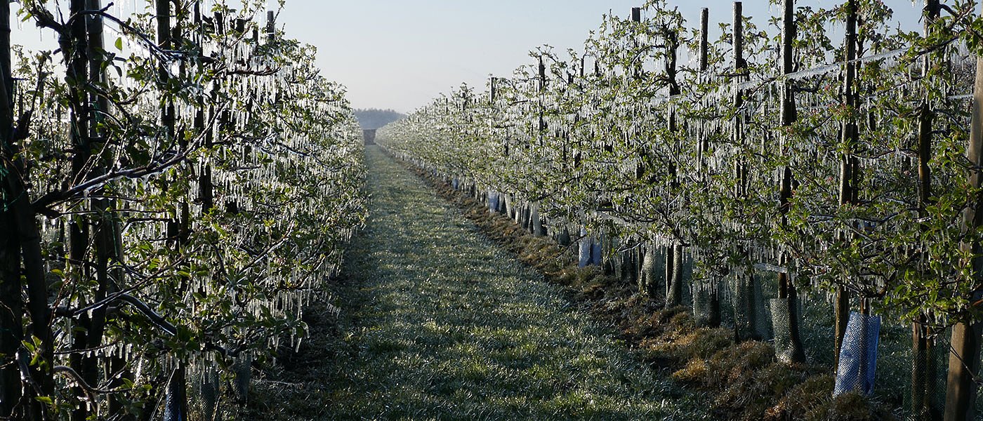 Νέες ζημιές από τους παγετούς Απριλίου, κονδύλια για αποζημιώσεις να βρει το ΥπΑΑΤ