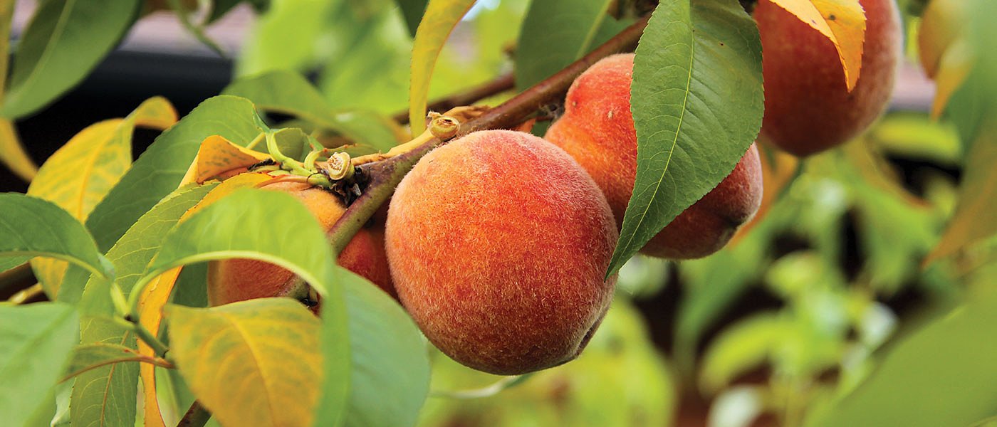 Οι 1.068 δικαιούχοι που εντάχθηκαν στην παράταση της 1ης Πρόσκλησης του ΚΟΜΦΟΥΖΙΟ