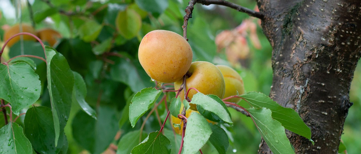 Βερίκοκα Μπεμπέκου: Θέλουν τσάμπα την παραγωγή φέτος οι έμποροι