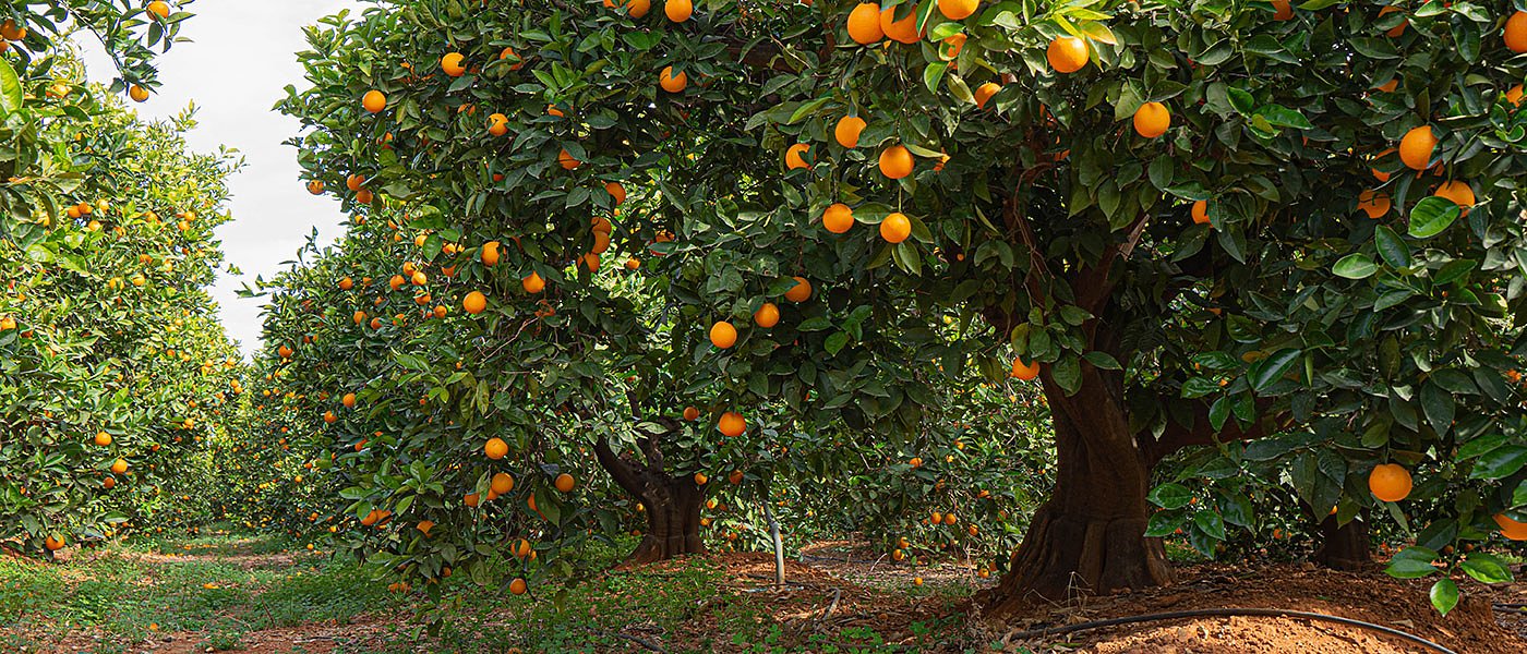 Η ζήτηση και οι τιμές παραγωγού στα μανταρίνια και τα πορτοκάλια