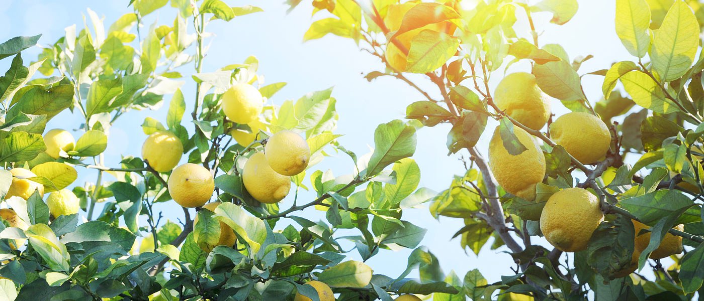 Συνθήκες ανόδου στην τιμή του ντόπιου λεμονιού το επόμενο διάστημα